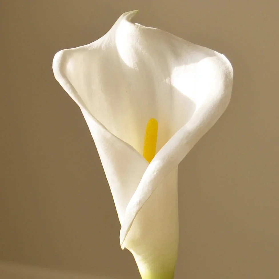 Miniaturebillede 2